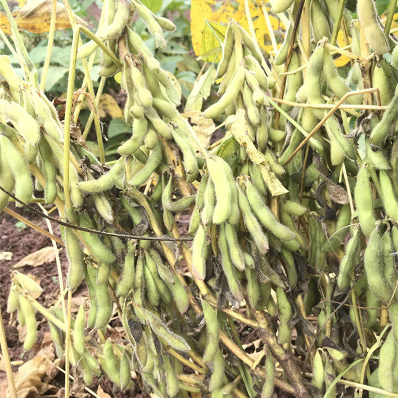 四川大豆农家种植植土黄豆品种五谷杂粮圆豆豆浆黄豆