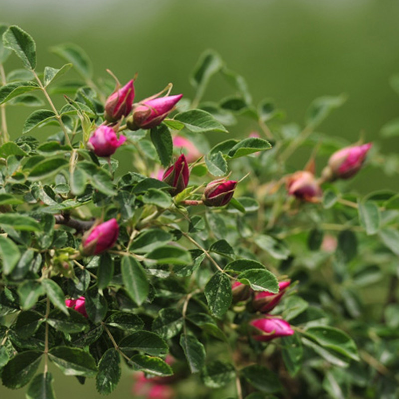 9￥138商品标签:店铺掌柜:苦水玫瑰花茶所 在 地:甘肃 兰州累计销量