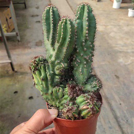 虎头山影仙人山罗汉仙人掌类沙生多肉植物盆栽花卉多肉植物