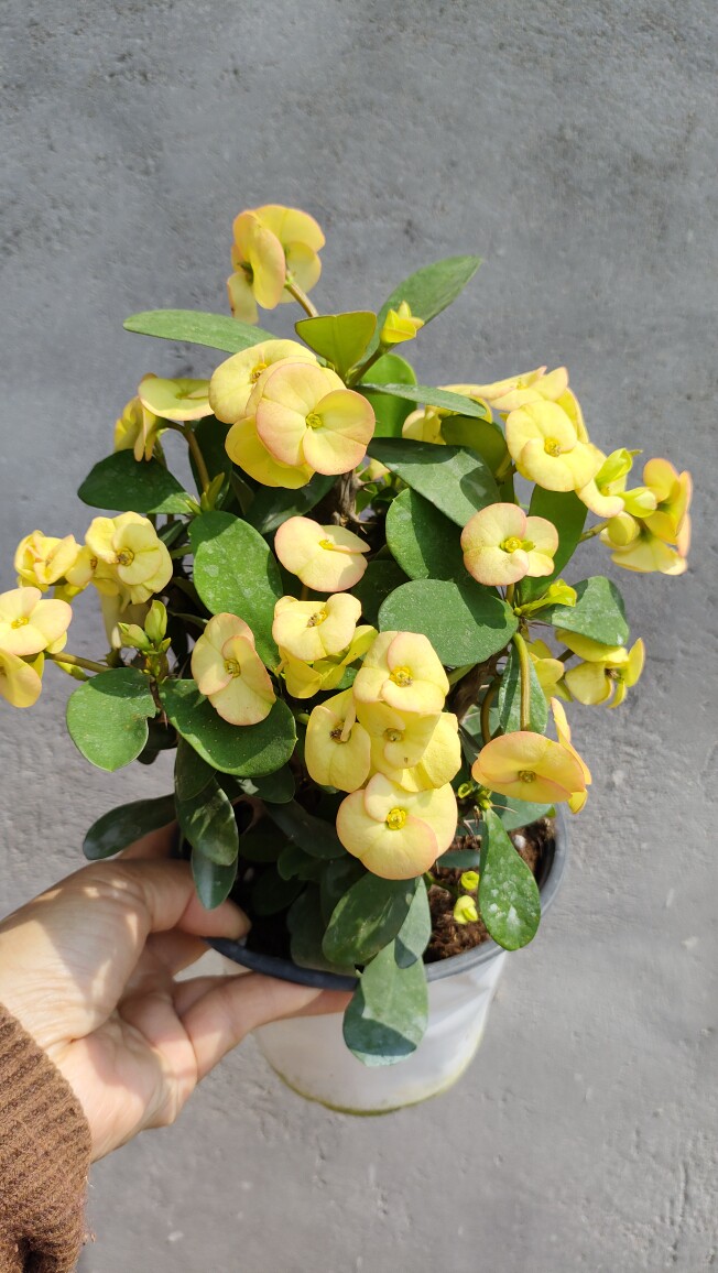黄花虎花虎刺梅带花大叶大花麒麟海棠四季开花时令草本花卉