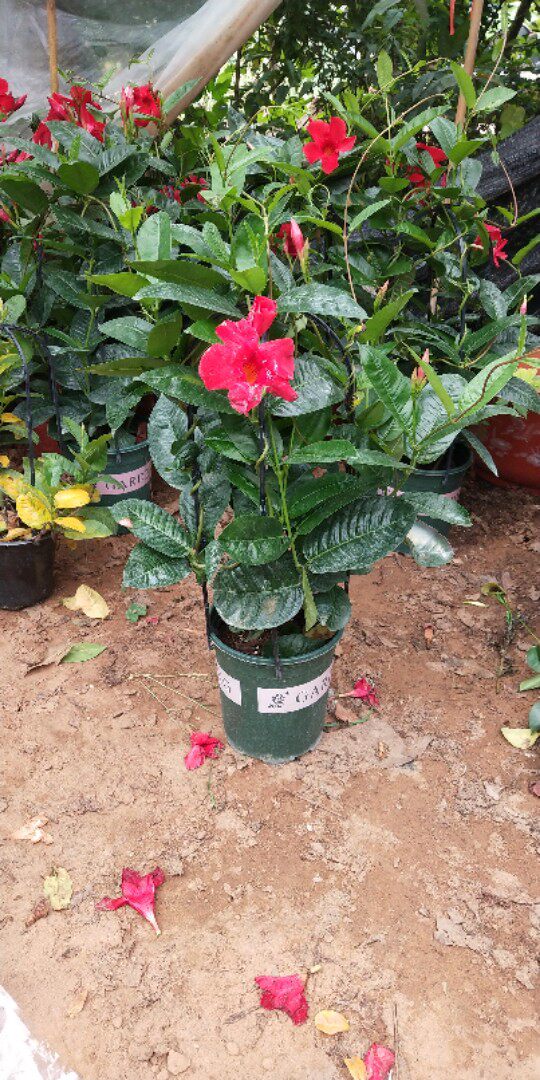 双喜藤红花飘香耐热花期爬藤植物四季开花盆栽花卉