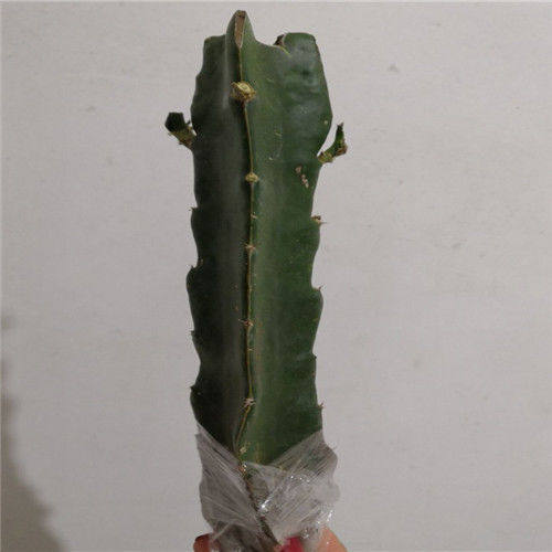 三角三棱箭多植物可以嫁接蟹爪钻木根好肉肥绿植