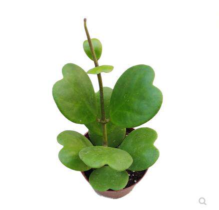 球兰盆栽植物心形心叶室内花卉爬藤多肉绿植时令草本花卉