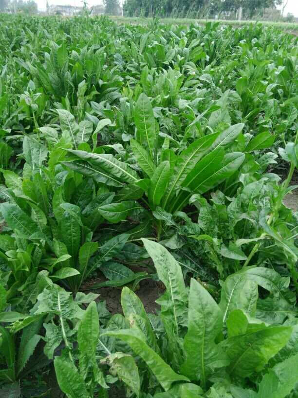 大叶高蛋白牧草鸡鸭鹅兔猪草种子进口多年生净籽菊苣草籽厂家直销
