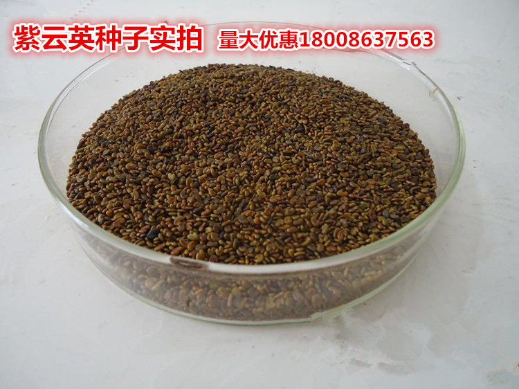 紫云英种子红花草果园绿肥牙苗菜秋季养蜂蜜源植物牧草籽厂家直销