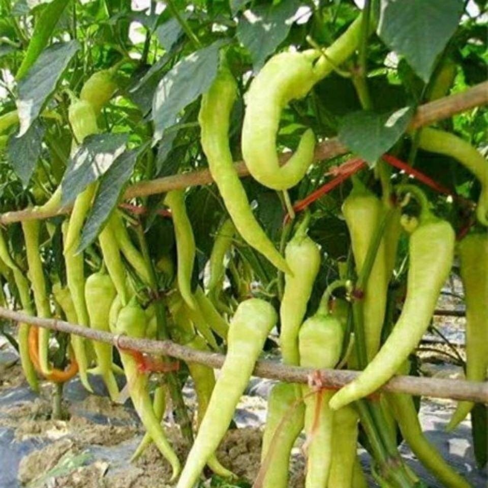 辣椒辣妹子种子白玉白皮籽肉腌制口感更佳四季家庭园艺种子