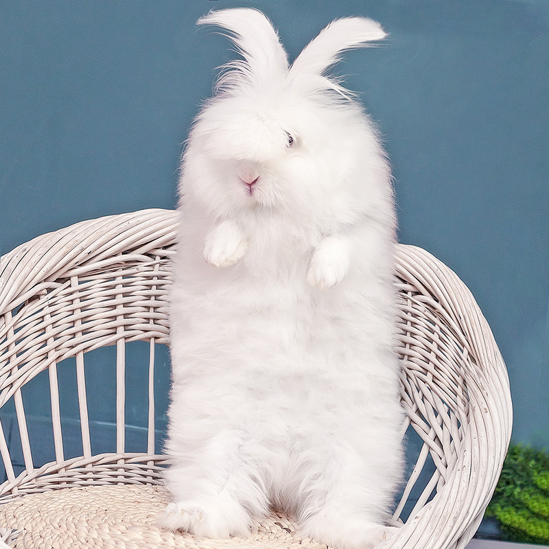 宠物兔活体网红兔巨型安哥拉长毛盖脸猫猫草泥兔好养活物成年幼兔