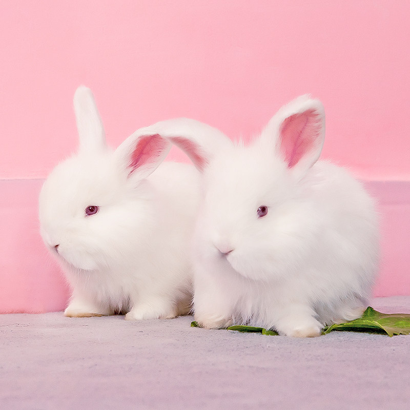 宠物兔活体网红兔巨型安哥拉长毛盖脸猫猫草泥兔好养活物成年幼兔