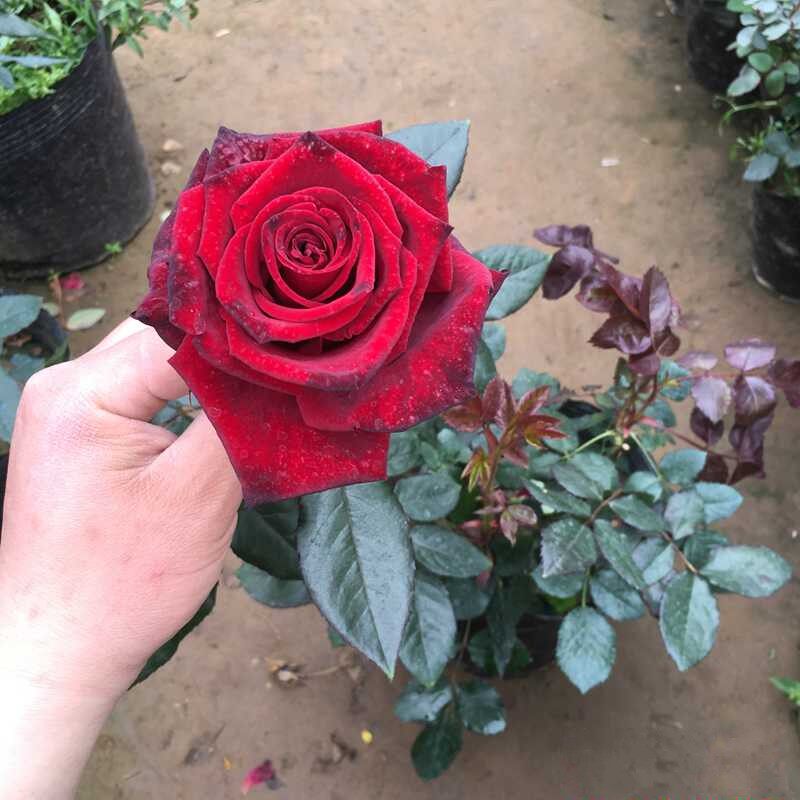 月季庭院大花魔术浓香玫瑰玫瑰花花苗切花香水时令草本花卉