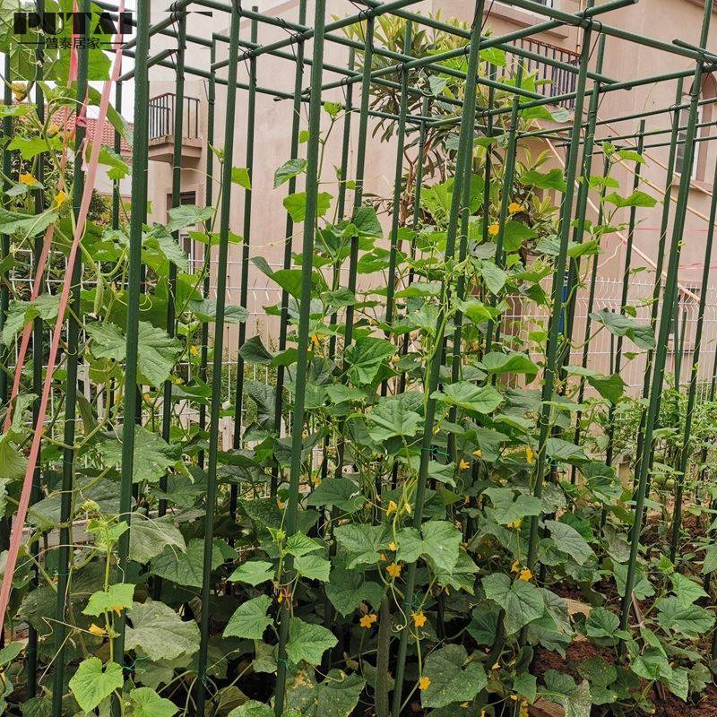 爬藤架子豆角黄瓜丝瓜包塑钢管园艺支架瓜棚花架
