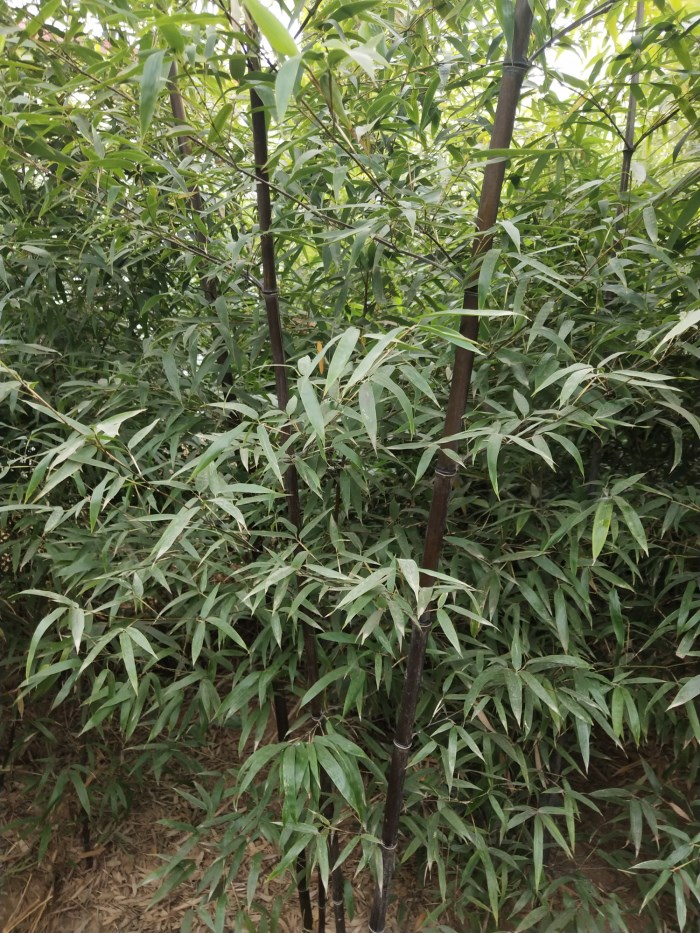 绿化丛生竹子慈孝竹孝顺竹户外庭院植物四季常青风景竹小叶凤尾竹