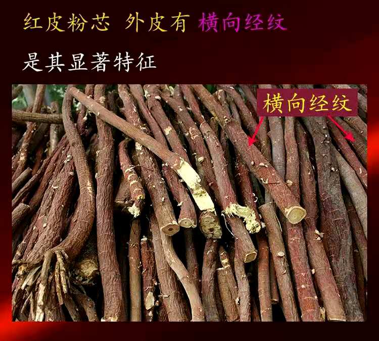 内蒙古梁外甘草沙漠边缘红皮西草乌拉尔甜草根苗甘草