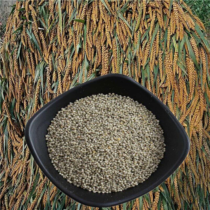 谷种小米种子原始山西平顺原产地品种250克半斤黑米