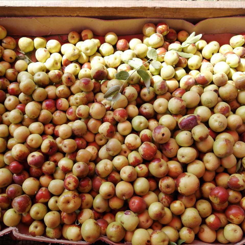 勿拍售完明年再卖新鲜冬枣脆甜现摘一级大果枣