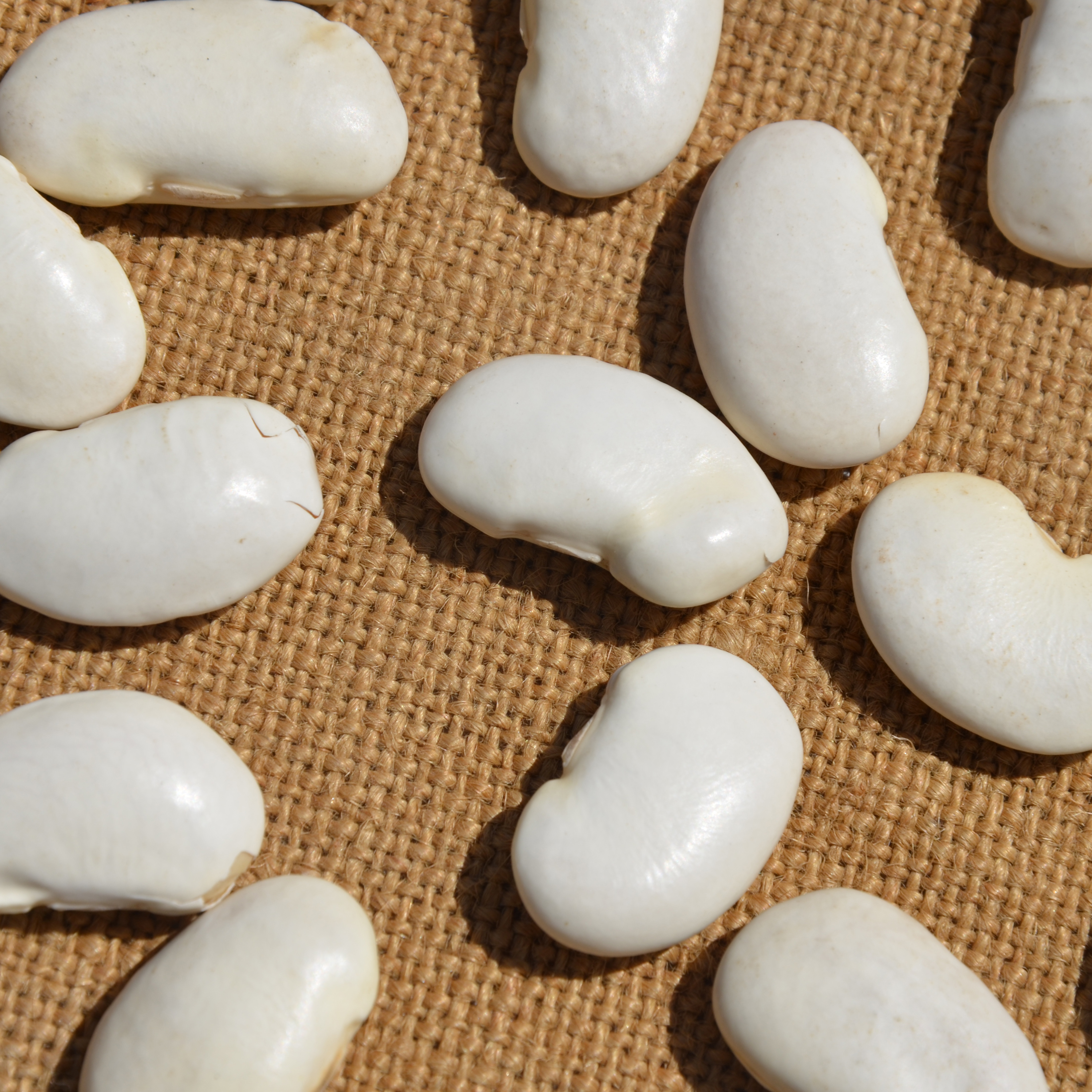 云南白芸豆5斤装新货大白豆25kg菜豆农家自种粗粮白云豆五谷杂粮