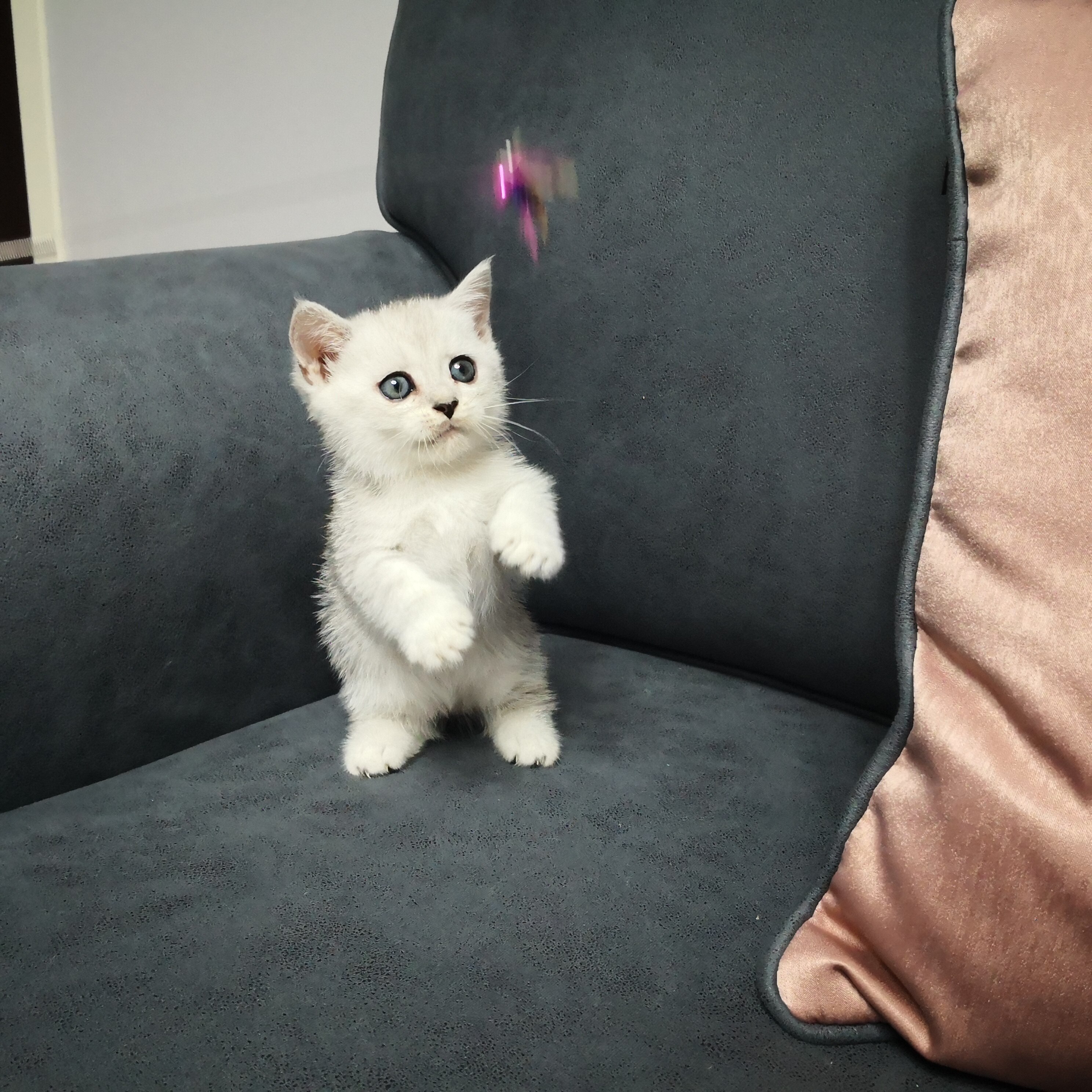 瑶瑶名猫#短腿猫/曼基康/矮脚猫/曼赤肯/银渐层/弟弟dd (已售)