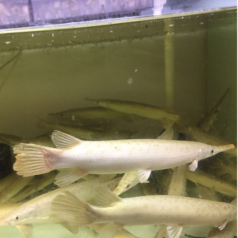 中大型热带鱼观赏鱼淡水鱼长嘴鳄鱼福鳄雀鳝尖嘴活体鱼