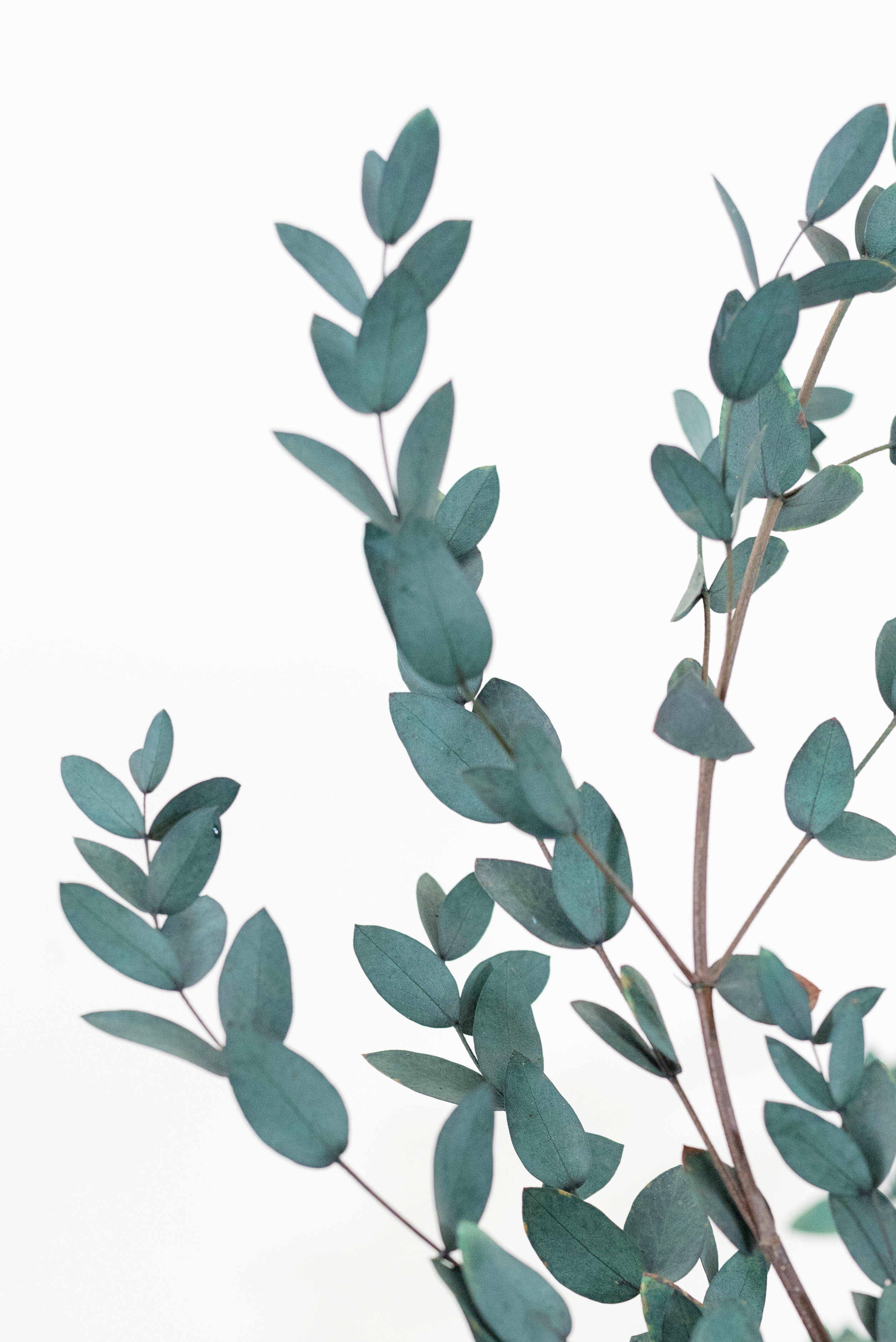 新品细叶尤加利小尖叶北欧欧风ins拍照橱窗装饰干花