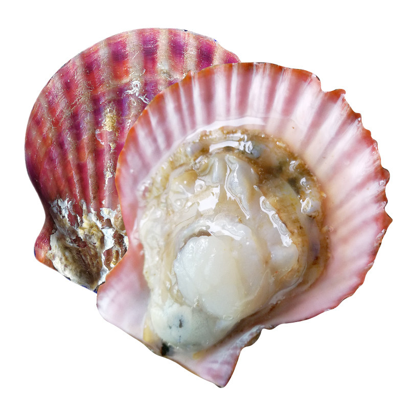 扇贝鲜活新鲜大个野生小红烟台红贝5斤装扇贝