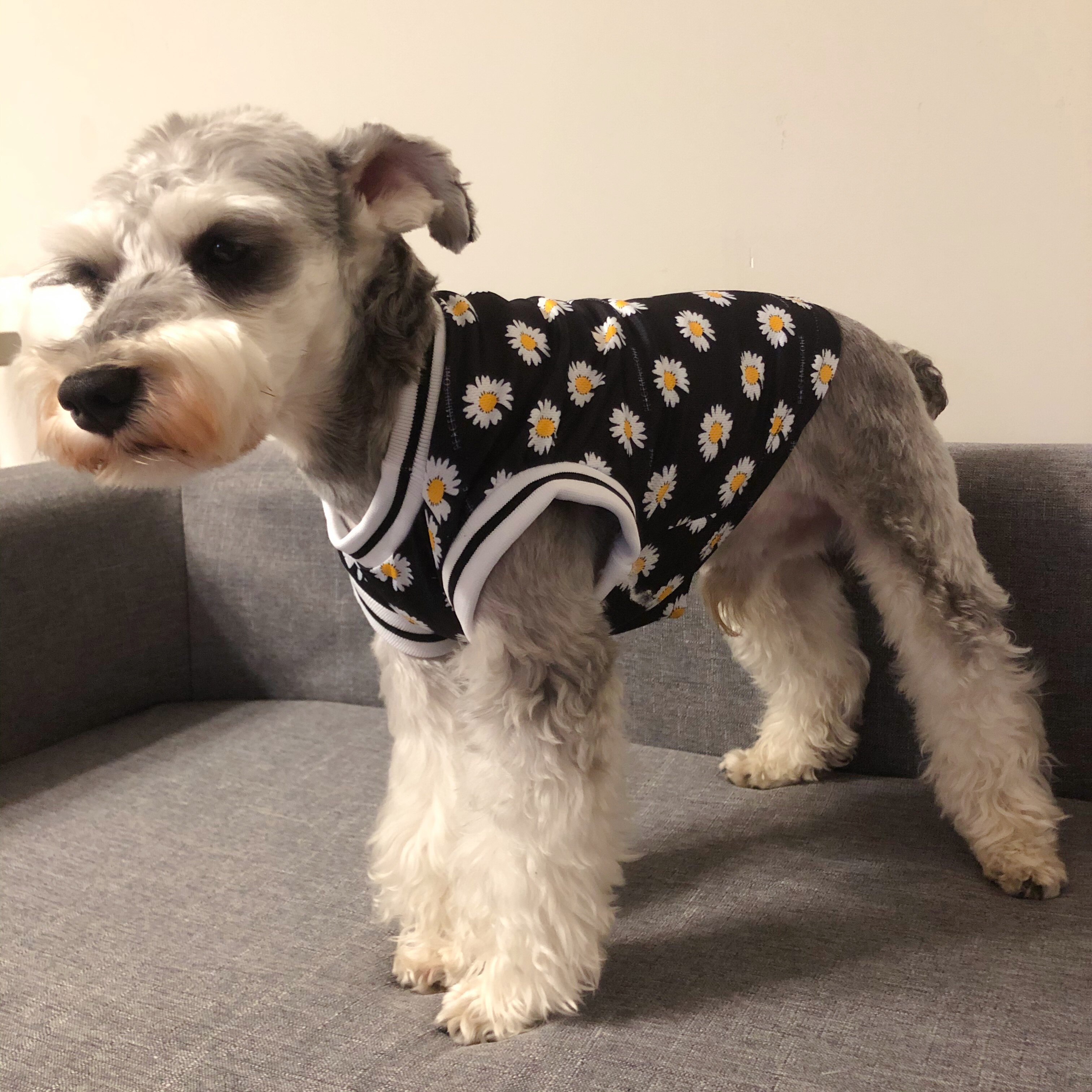 衣服狗狗防晒小雏菊背心心法泰迪纳瑞中小型宠物宠物服装