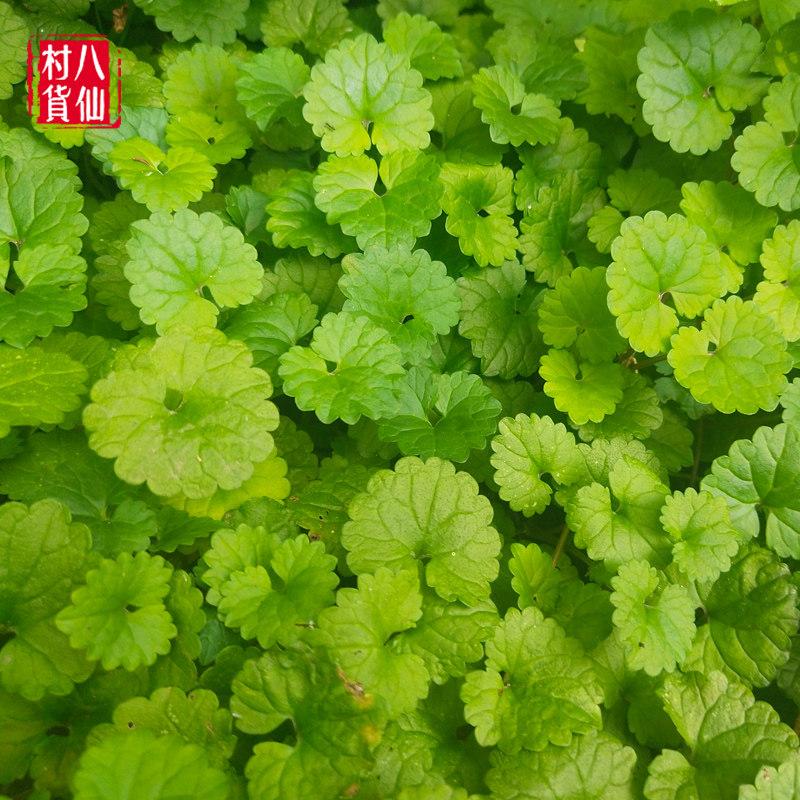 新鲜透骨现采驳骨接骨消连钱广西中草药材白花其他药食同源食品