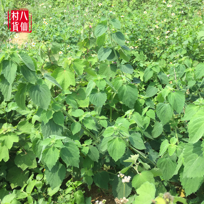 新鲜抹草现采广防风草落马衣宝宝洗澡受风茉草根抹草苗包邮
