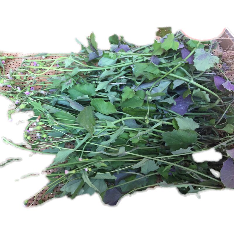 新鲜一点红现采中草药叶下红红背叶菜羊蹄草广西其他药食同源食品