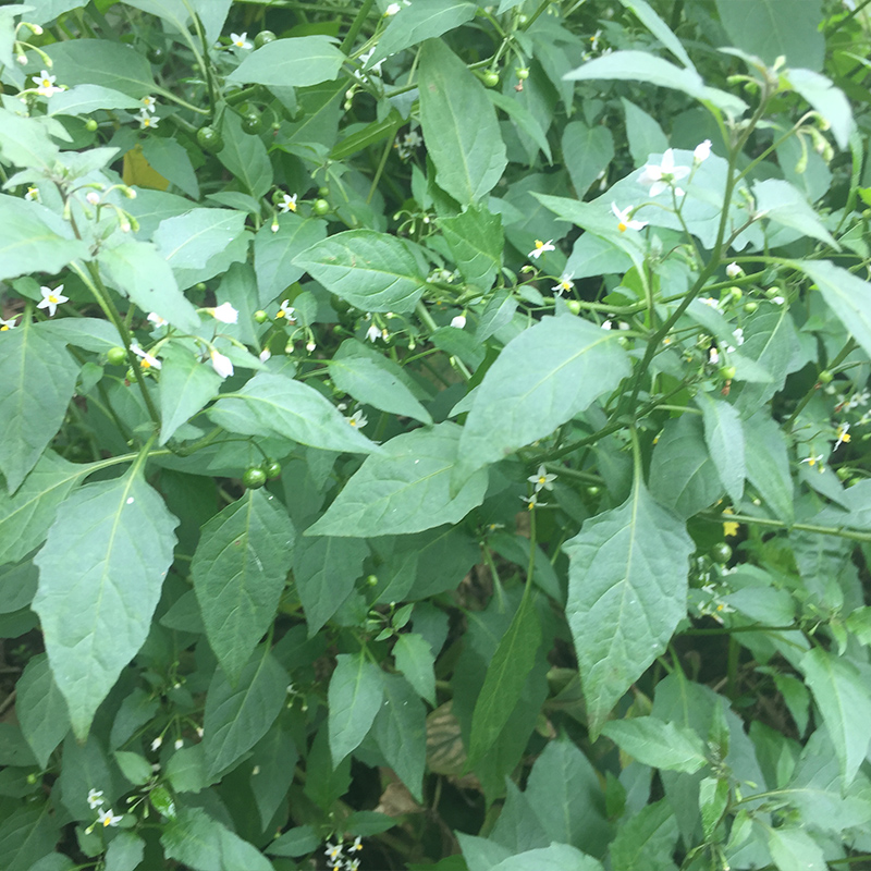 野生新鲜龙葵草 中草药龙葵白花菜天茄子黑天苦葵整棵根茎叶 包邮