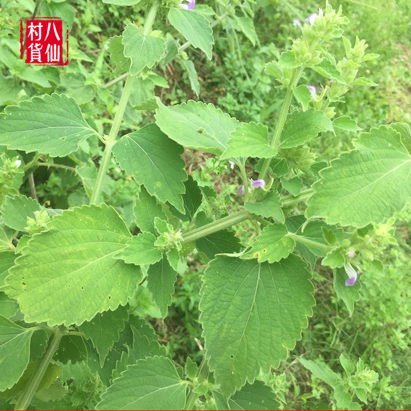 新鲜抹草现采广防风草落马衣宝宝洗澡受风茉草根抹草苗包邮
