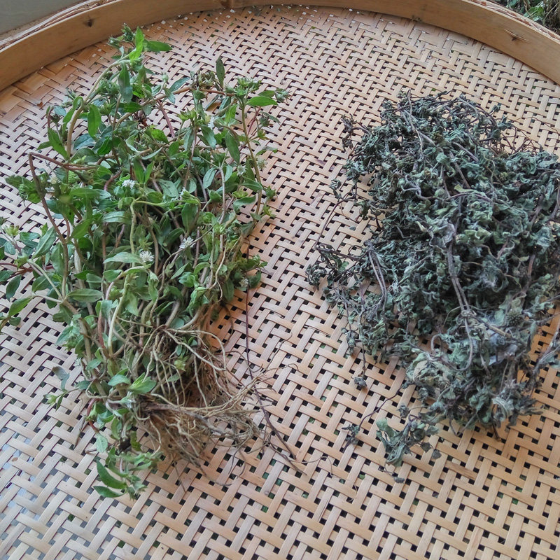 500g 野生墨旱莲草 新鲜现采黑墨草旱墨莲鳢肠草水旱莲 两件包邮