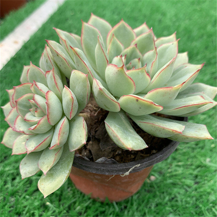 多肉织锦植物23头1012厘米实物拍照带桩大棚多肉植物