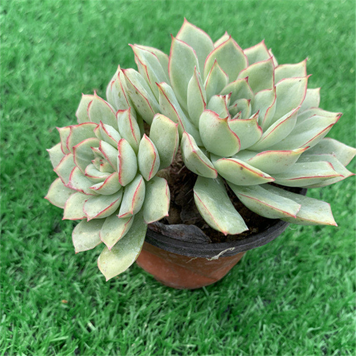 多肉织锦植物23头1012厘米实物拍照带桩大棚多肉植物