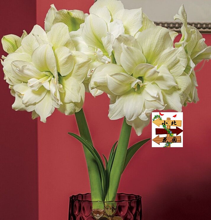 [现货种下出花箭]朱顶红 玛丽琳/天使 黄绿大花