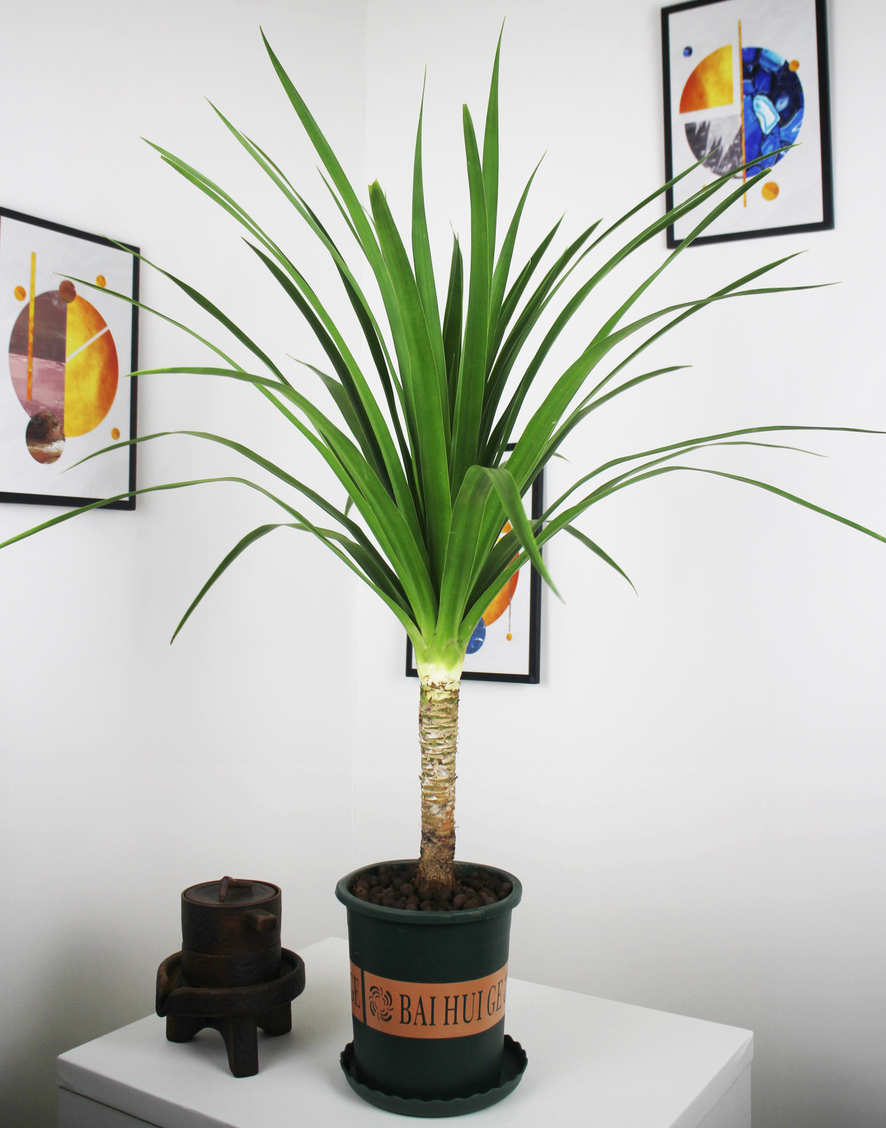 龙血办公净化空气绿植盆栽大型室内办公室树龙铁树绿植