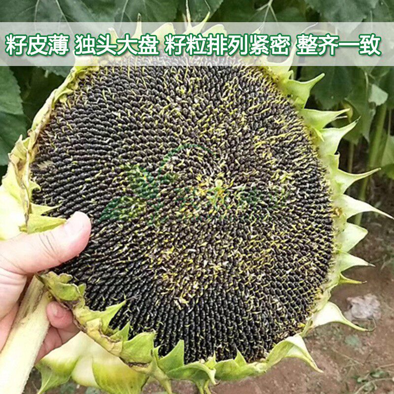 优品矮大头gw667油葵种子榨油向日葵子矮大头矮杆葵花籽高产高油