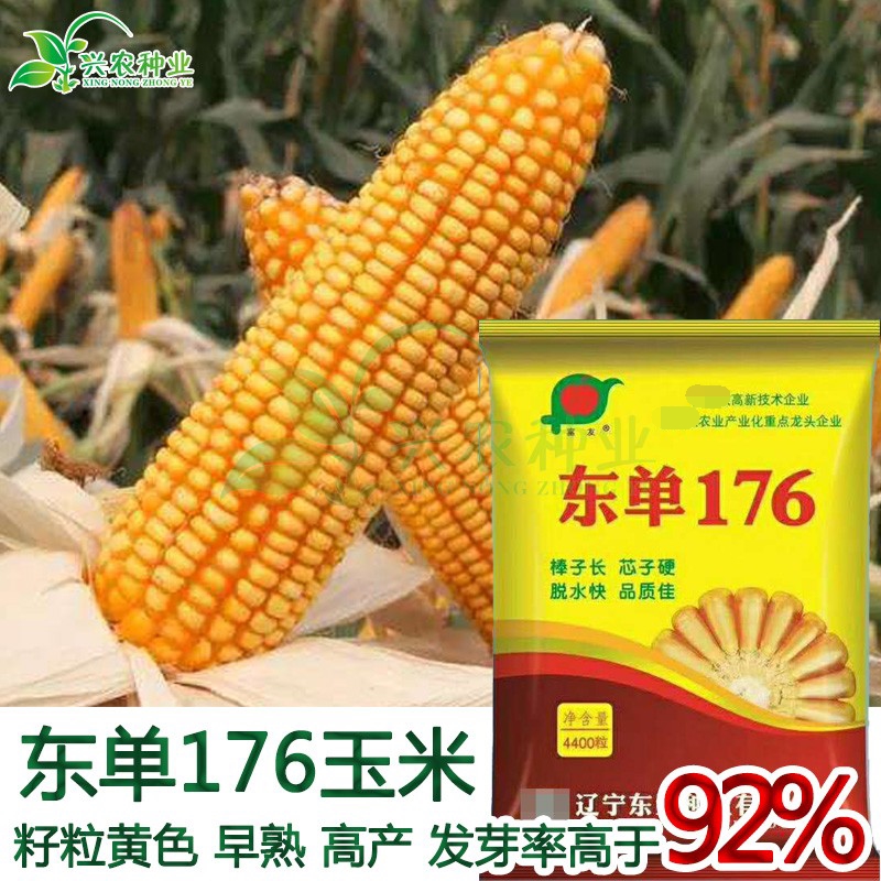 玉米种子大田黄玉米东单菜园高产易种早熟粮食蔬菜种子