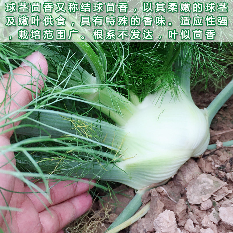 种子球茎茴香结球小茴香春秋四季大田阳台庭院家庭园艺种子