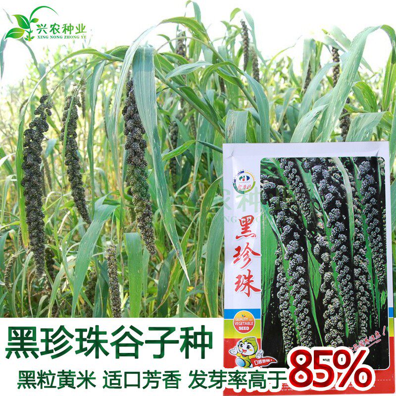 种子谷子小米黑珍珠大田菜园高产易种黑杂粮蔬菜种子