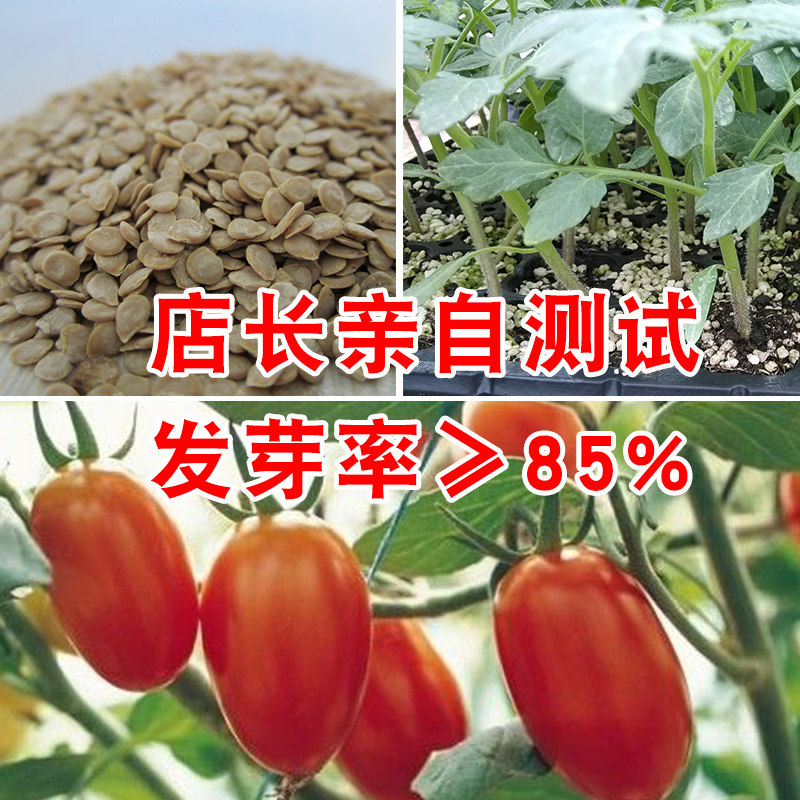 沙瓤自然熟西红柿番茄籽种子农家有机纯天然 洋柿子种子