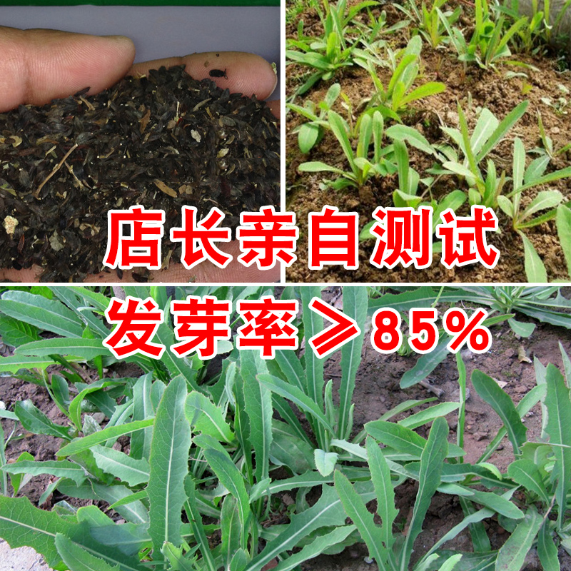苦麻菜种子苦荬菜苦麦菜苦买菜曲麻菜蔬菜种子野菜籽原装