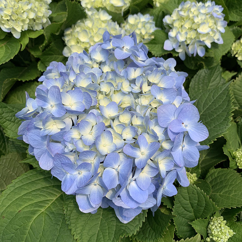 绣球花盆栽花卉绿植进口洋绣球花无尽夏开花植物四季带花苞发货