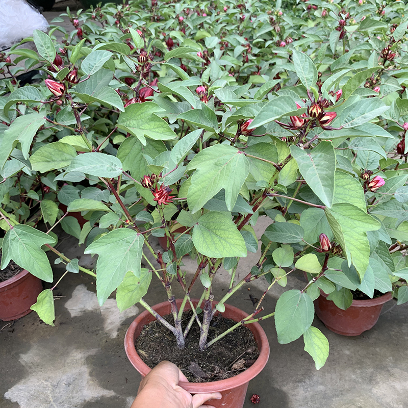 首页 下载app                          玫瑰茄苗红桃k盆栽带花苞