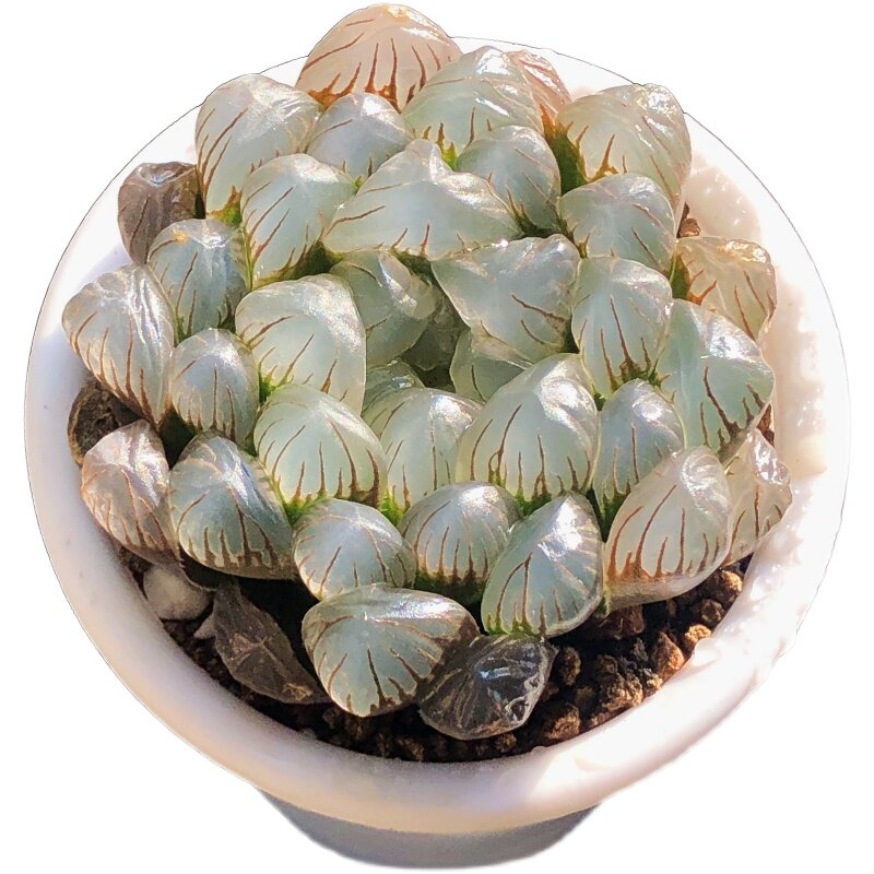玉露ob1丰植园瓦苇十二冰灯万象玉扇多肉植物多肉植物