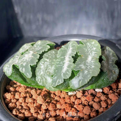 德田猛犸玉扇十二四季易养办公桌阳台清新绿植趣味礼物多肉植物