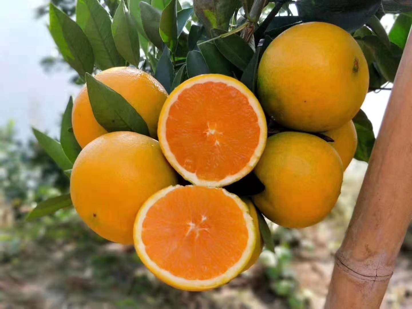 九月红的特点就是浓郁的橙味,它会带酸,但这酸味不是寡酸