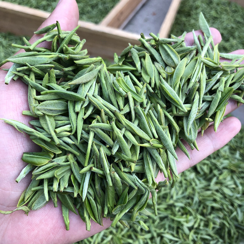 绿茶信阳毛尖2022新茶明前茶一级芽叶高山手工信阳毛尖