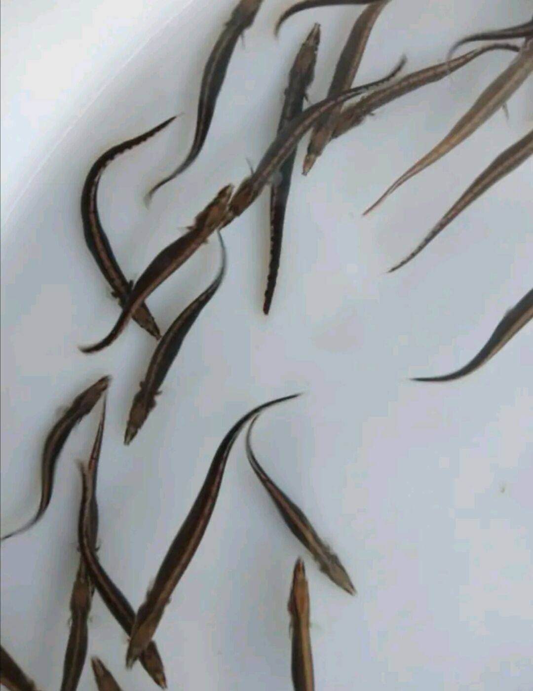 鱼苗淡水中华刺鳅水刀鳅苗沙鳅胭脂胭脂鱼泰国鱼