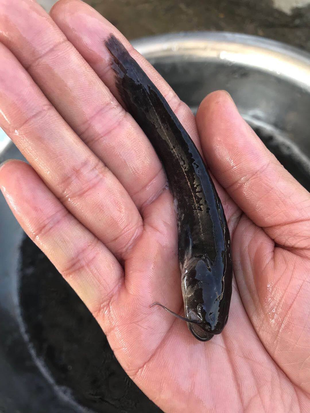 鱼苗鲶鱼南方大口六须土鲶河鲶杂交胡子活体鱼