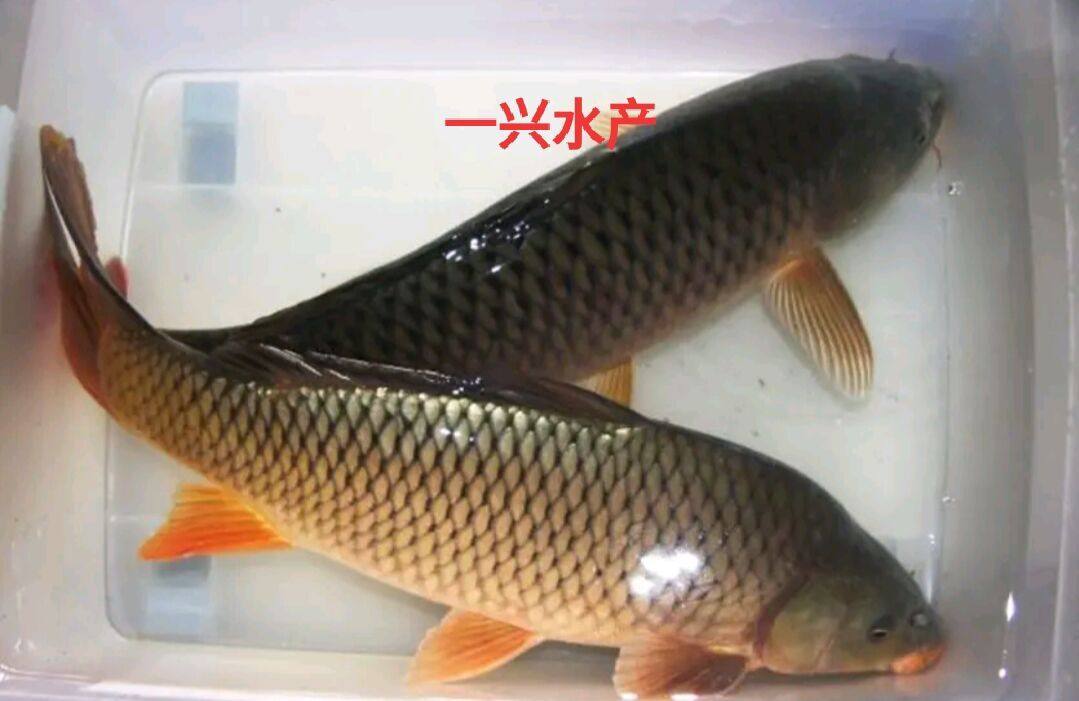 鱼苗鲤鱼建鲤镜鲤丰产稻田田丰鲤苗淡水活体鱼