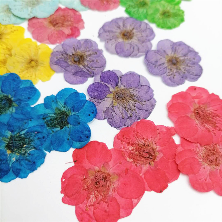 梅花 压花干花香薰蜡烛腊梅diy押花永生花真花网红贴脸花瓣妆花材 - 图1